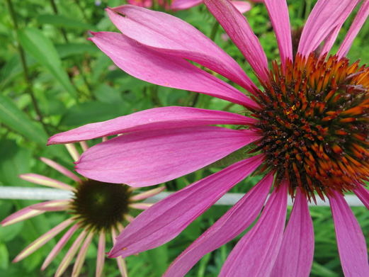 Purple Coneflower