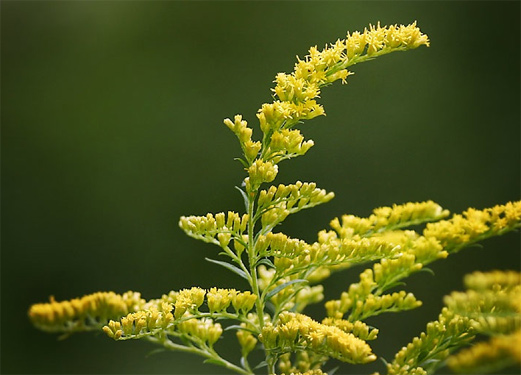 Goldenseal