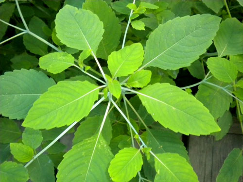 Jewelweed