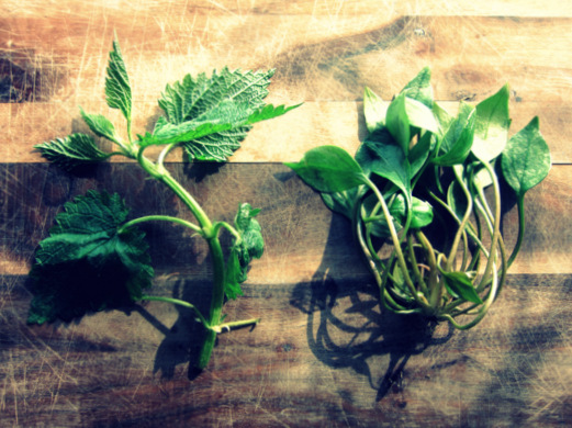 Wild Nettles and Miner's Lettuce