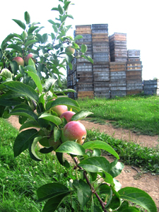 Apples and crates