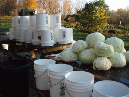 Making sauerkraut at Flack Family Farm