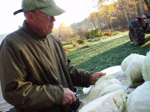 Preparing cabbage at Flack Family Farm
