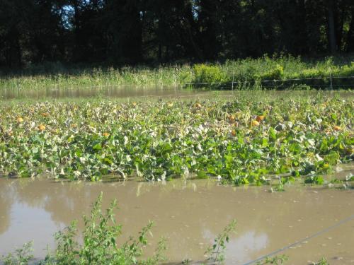 Flooded fields