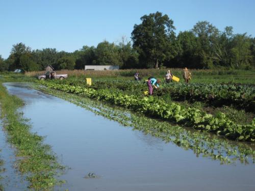 Crop Mob at ICF