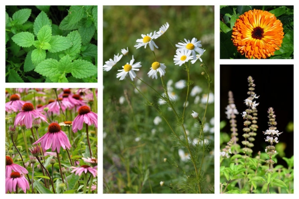 Growing Medicinal Plants