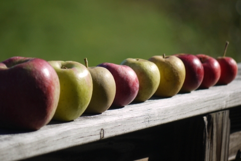 a row of apples lined up on a wooden board