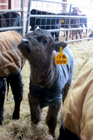 Holstein/Piedmontese calves