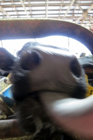Cow licking camera