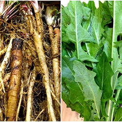 Dandelion Roots and Greens