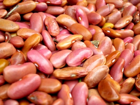 Beans awaiting the bean cleaner