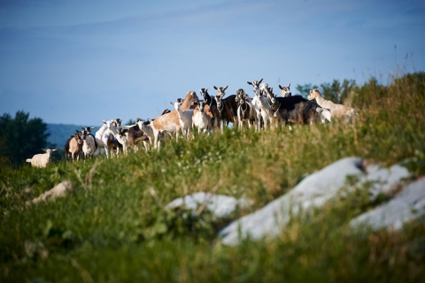 Blue Ledge Farm Goats by Michael Warren Photography