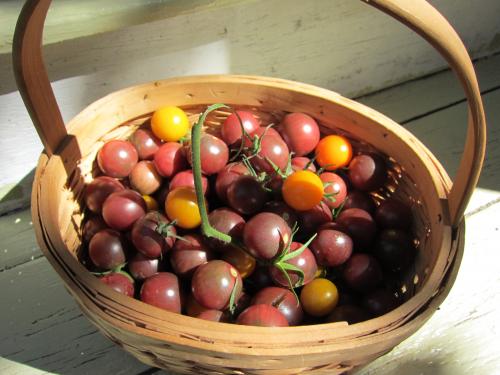 Tomatoes