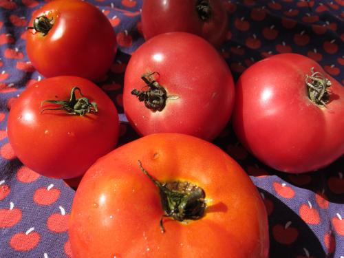Tomatoes
