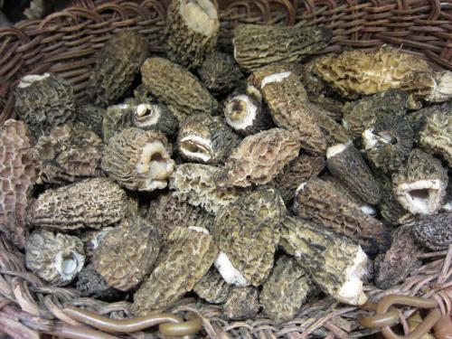 Morels