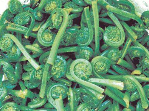 Fiddleheads