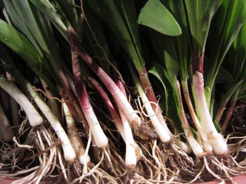 Wild Leeks