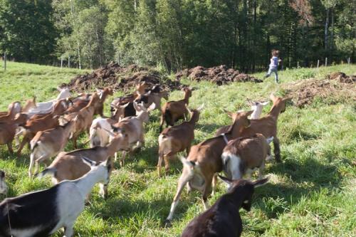 Goats running