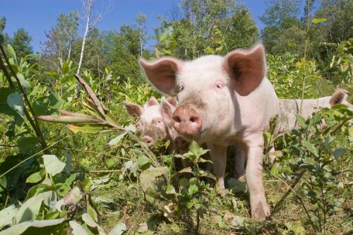 Pastured pigs