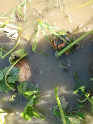 Flooded squash