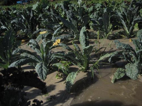 Flooded kale