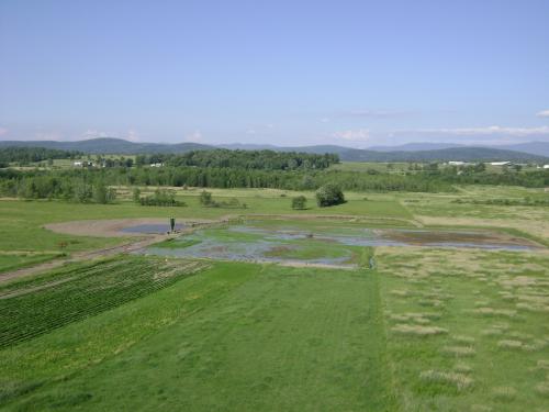 Rice paddy