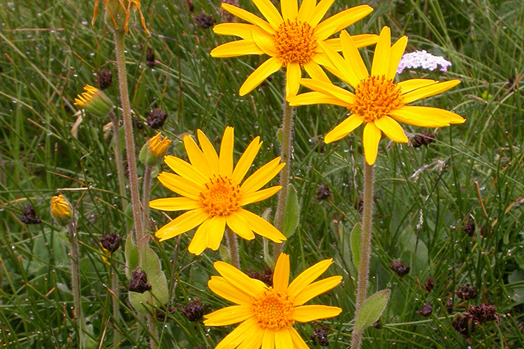 Arnica