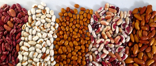all about the beans