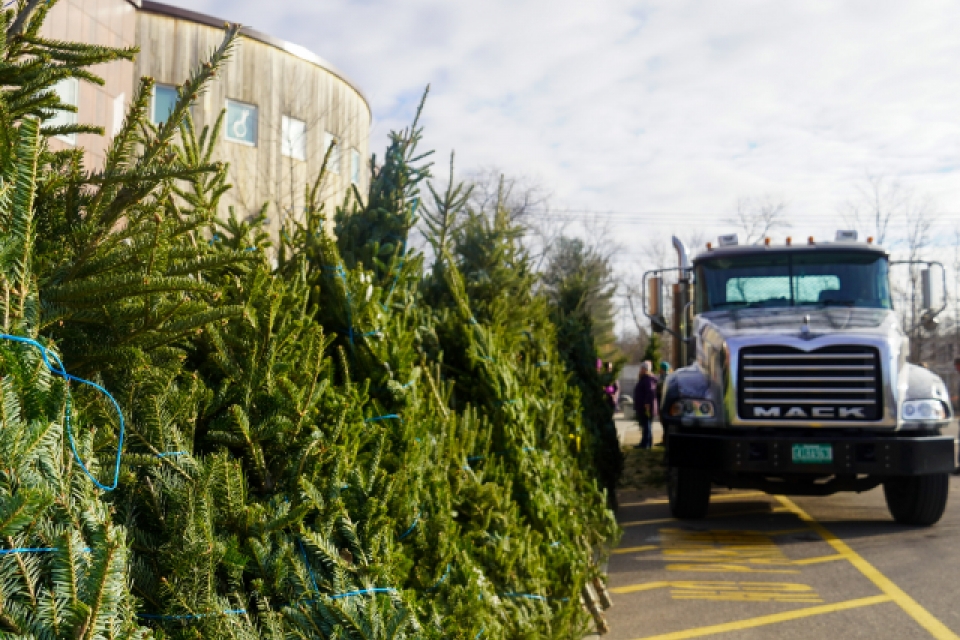 A row of balsam firs stands beside a yellow-painted fire lane. In the background, the top of City Market's South End store is visible. To the right, people unload trees from a Mack truck.