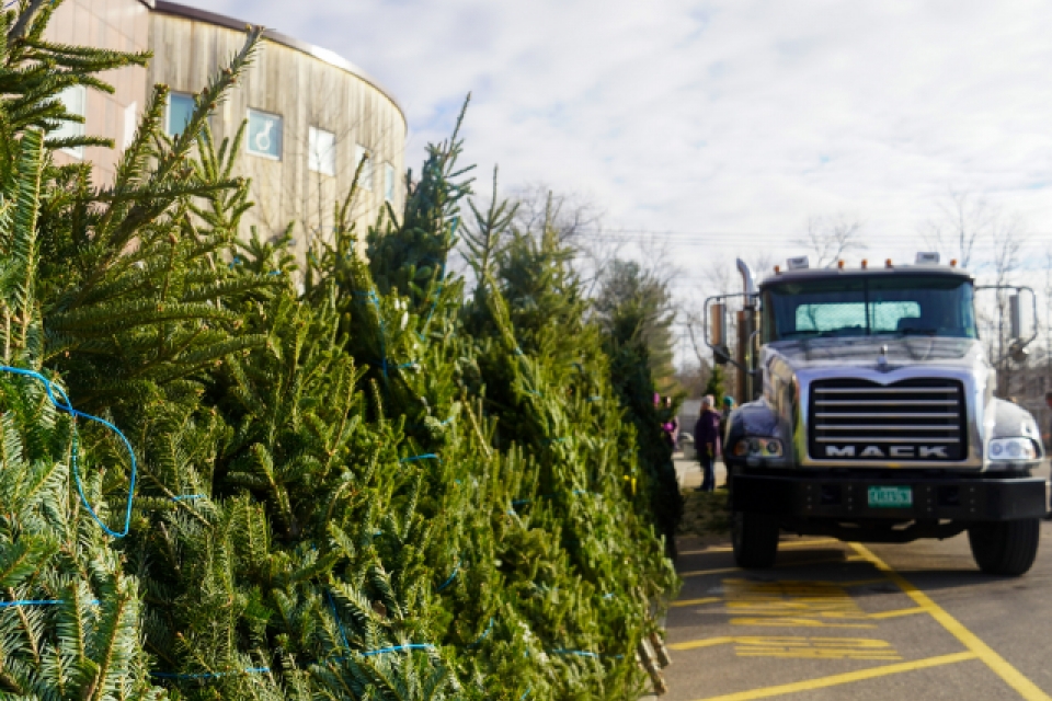 A row of balsam firs stands beside a yellow-painted fire lane. In the background, the top of City Market's South End store is visible. To the right, people unload trees from a Mack truck.