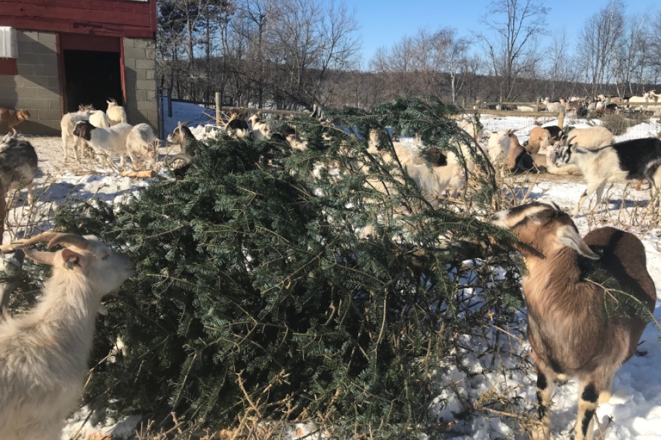 A group of brown and white goats munch on a pine tree. The pine tree is lying on its side on a snowy flat yard in front of a red building.