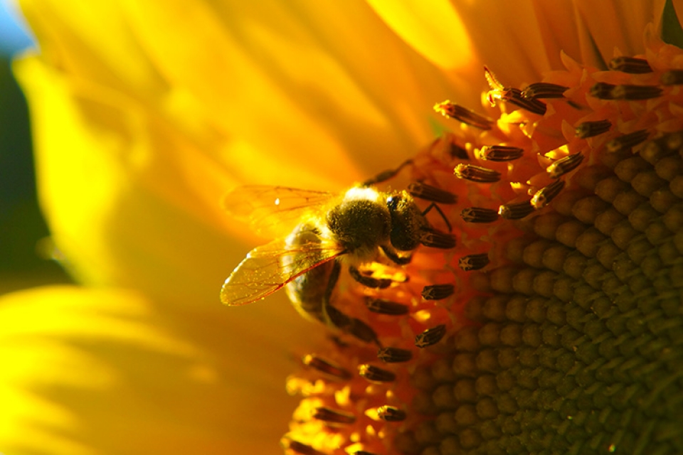 bee on sunflower