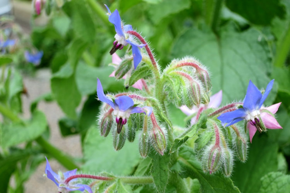 Borage