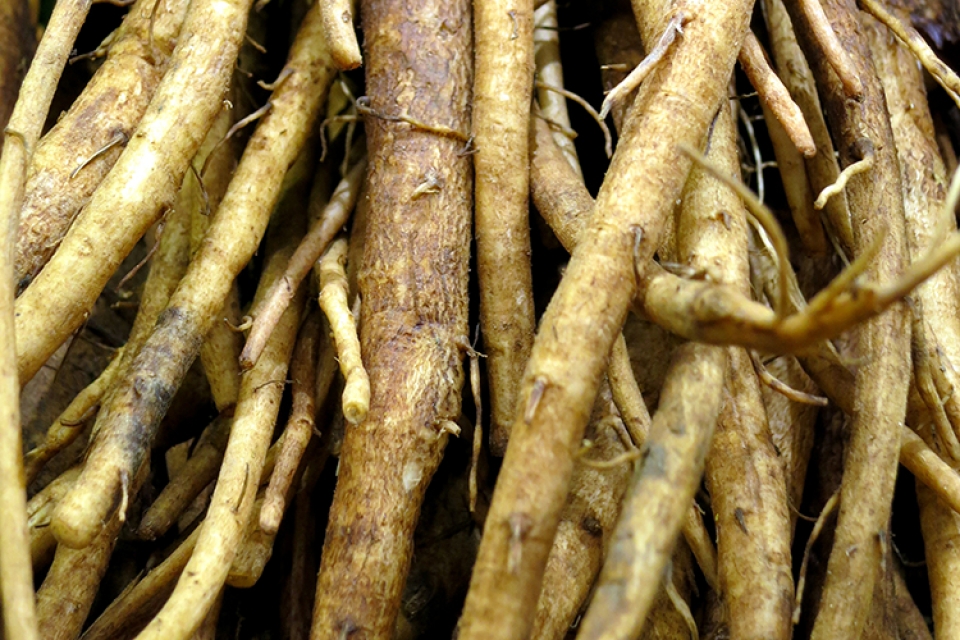 Burdock Root