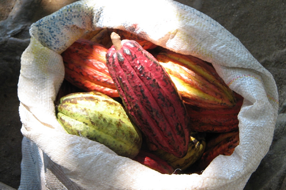 Cacao Pods