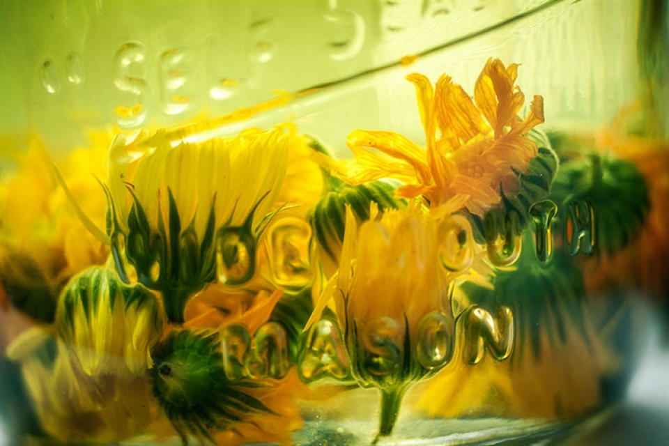 Calendula Oil via Nomadic Lass (Flickr)