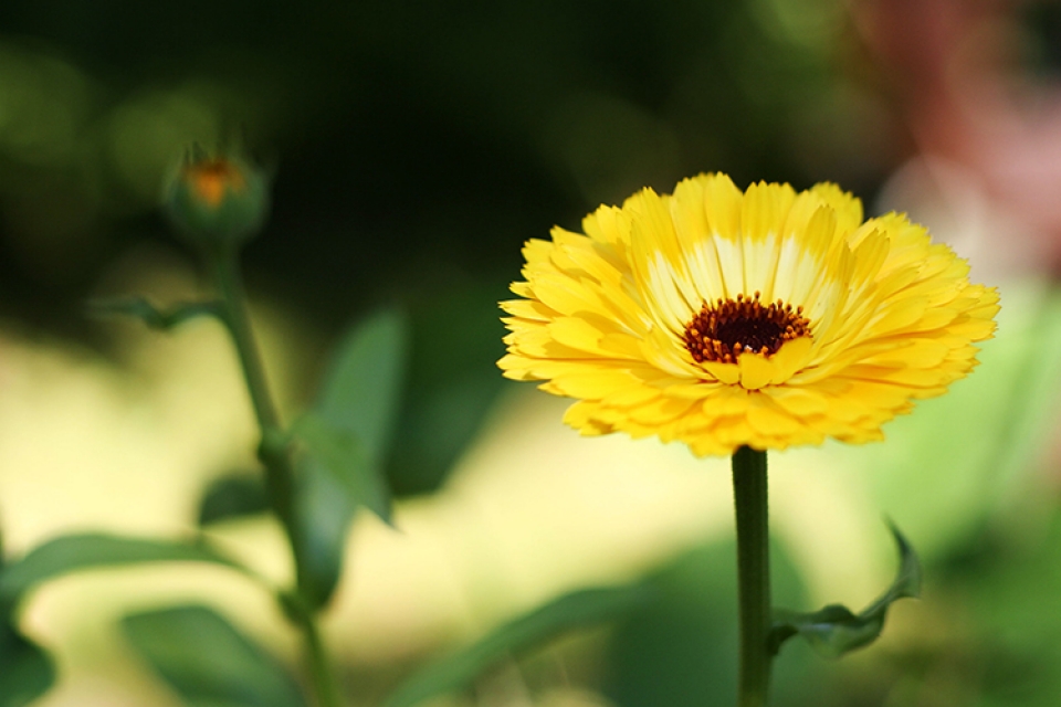 Calendula