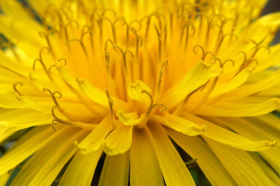 Dandelions via Flickr Bill Tyne