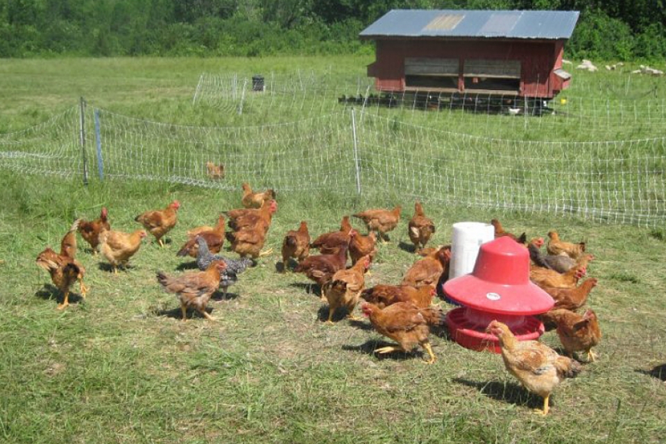 New Addition to Our Egg Cooler: Doolittle Farm