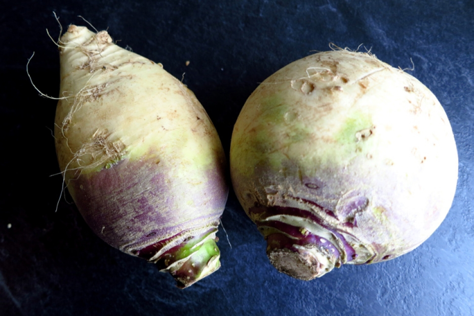 Gilfeather Turnips