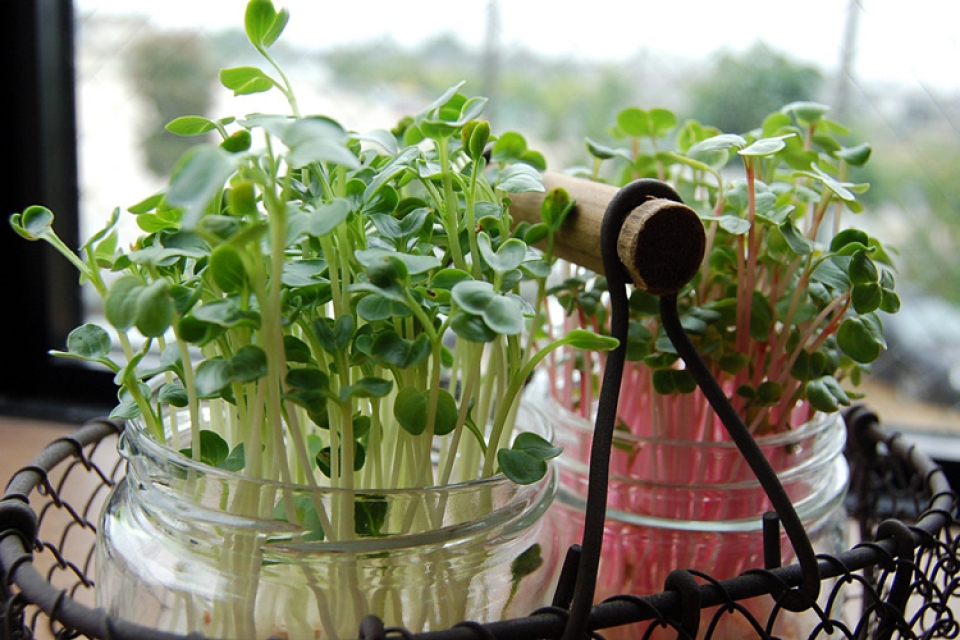 Indoor Gardening