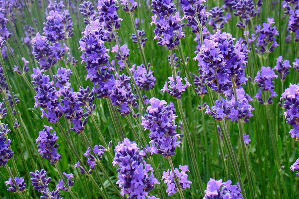 Lavender