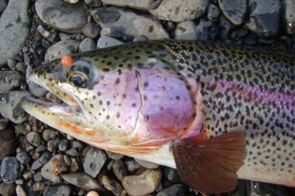 Rainbow Trout