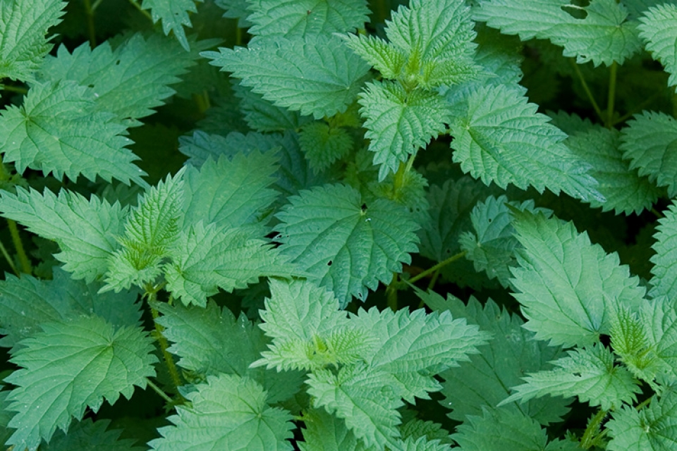 Stinging Nettle