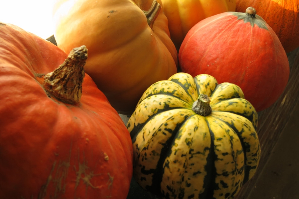 Winter Squash