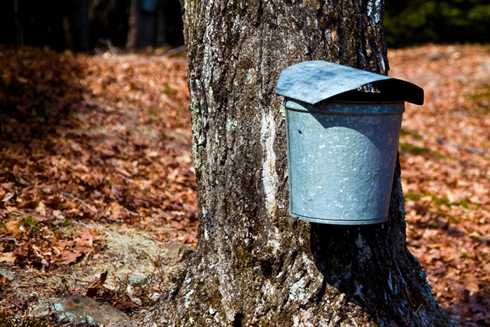 Maple Sap