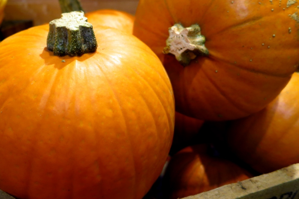 Pie pumpkins