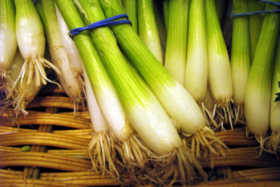 Scallions 