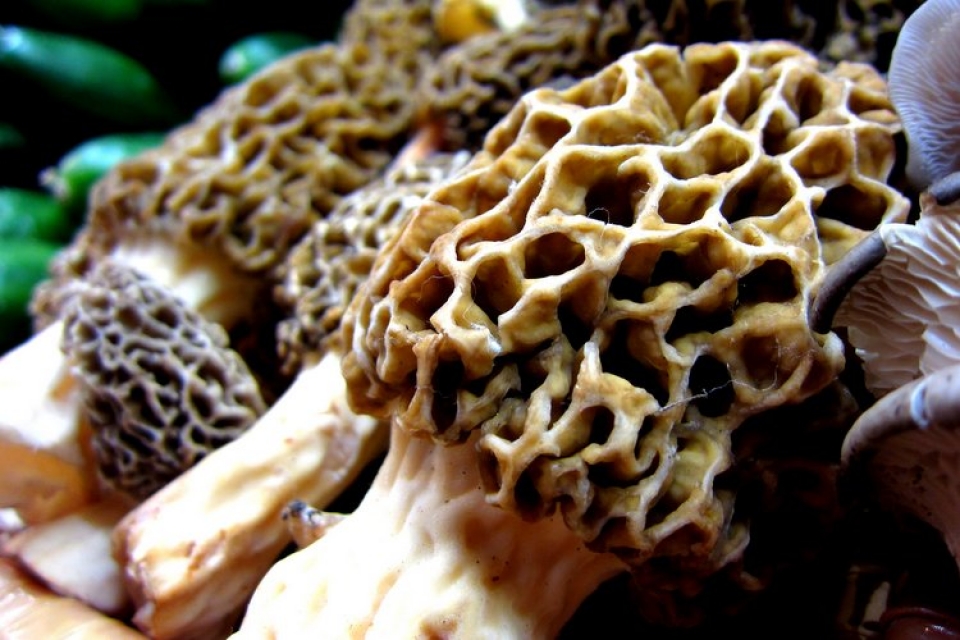 Morel Mushrooms