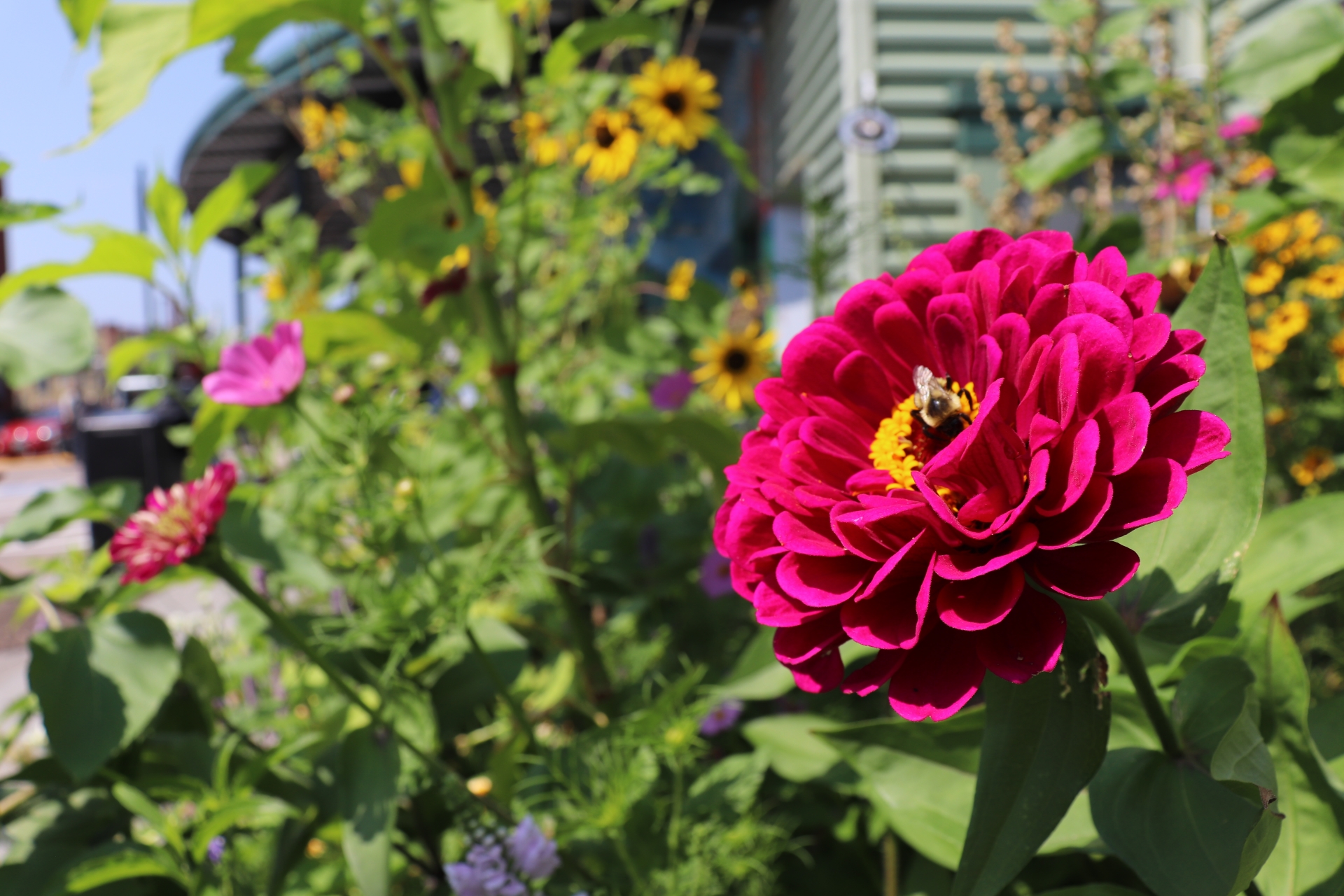 A large magenta flower in the foreground. It has a yellow center, where a black and yellow bumblebee rests. Behind the flower, there is a garden with green stems and leaves and additional pink and yellow flowers.